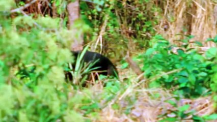 See How Animals Use Weapons for Hunting