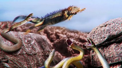 Predators Fail Chasing Their Prey. Amazing Animal Parkour