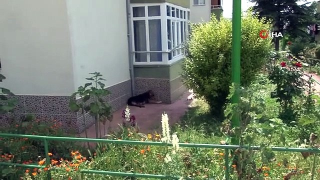 Les chiens errants harcèlent les résidents