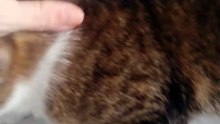 A Cute Little Fluffy Cat (11)