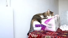 Funny Cat Found a Soft Place to Sit on (5)