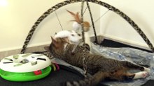 Silly Cat Loves His Toy Frame (7)