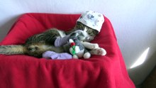 This Funny Cat Wears Socks (7)