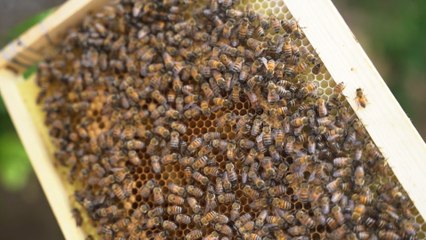 تعرف على أسباب ضعف إنتاج النحل في غزة