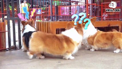 Funny Dogs And Puppies Life 4K Quality Video Episode 3 _ Viral Dog