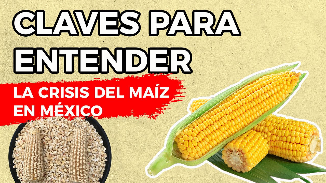 Así es el impacto de la IMPORTACIÓN DE MAÍZ en la CRISIS ALIMENTARIA DE MÉXICO