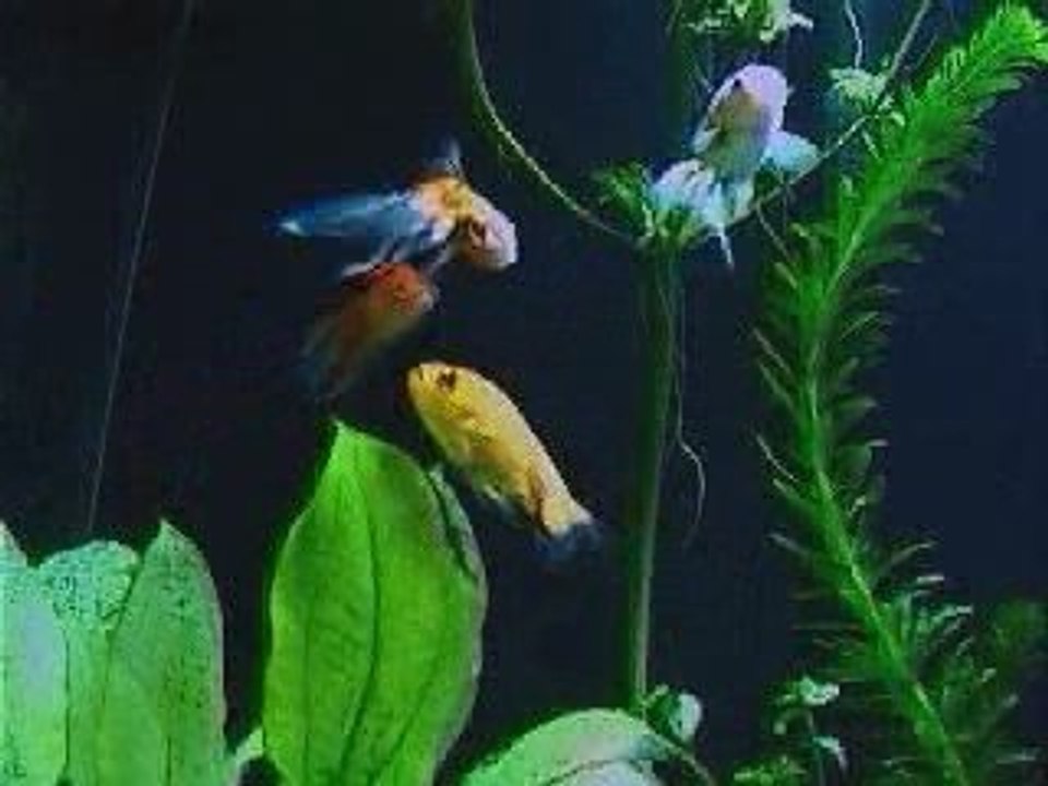 Aquarium