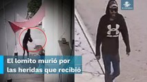 Hombre encapuchado dispara a perrito en Los Reyes de Juárez, Puebla