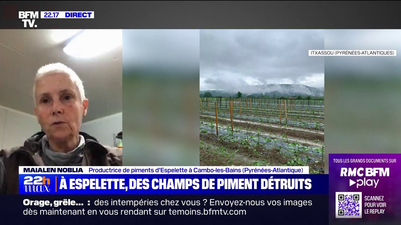 Orages à Espelette: "On a 100% de perte du champ", déplore une productrice de piments