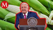 AMLO anuncia la compra de un millón y medio de toneladas de maíz blanco