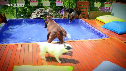 Evcil hayvan otelleri ne kadar?