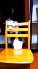 Funny cat videos  cute cats _ Try not to laugh   Cat videos Compilation