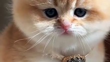 Funny cat videos | cute cats | Try not to laugh | Cat videos Compilation 2023