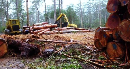 Cry of the Forests - A Western Australian Story | movie | 2020 | Official Trailer