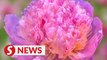 How peonies boost local industry in China's Heze