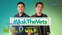 #AskTheVets - Pusa, puwede bang pakainin ng hipon? | Born to be Wild