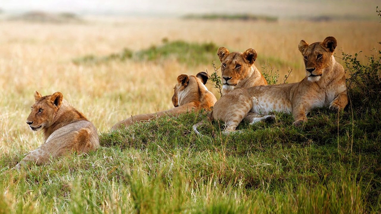 Lions basking in the sun