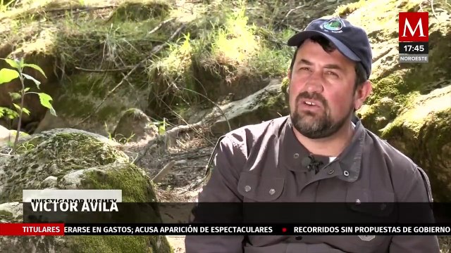 Ajolote de arroyo de montaña, una especie en peligro de extinción | Milenio Hábitat