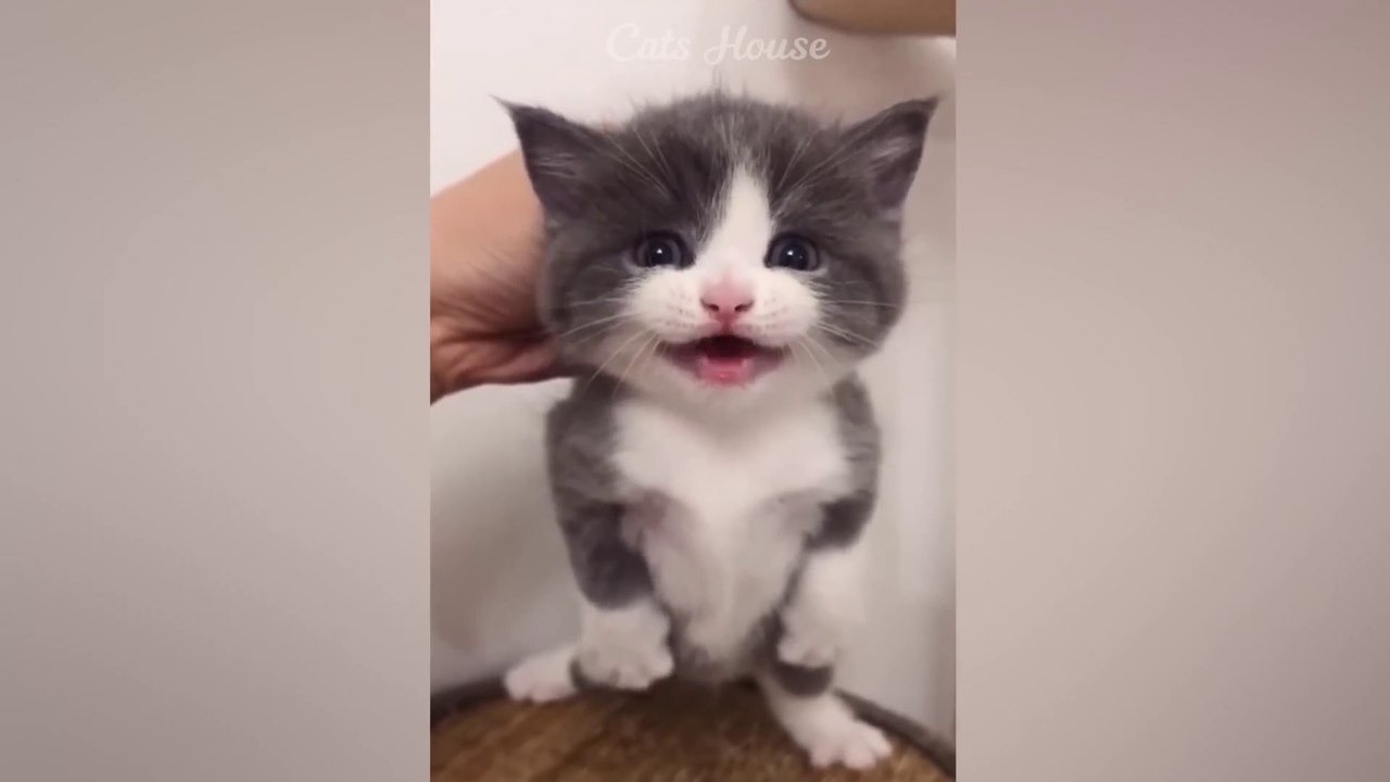 Funniest Animals 2023  New Funny Cats and Dogs