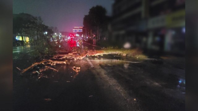 충북 청주에서 가로수 쓰러져...다친 사람 없어 / YTN