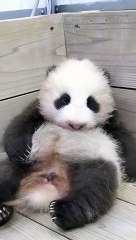 Panda Feng Bang Lazy Evening Eyes Wink 