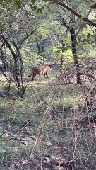 रणथम्भौर में गूंजी शावकों की किलकारी