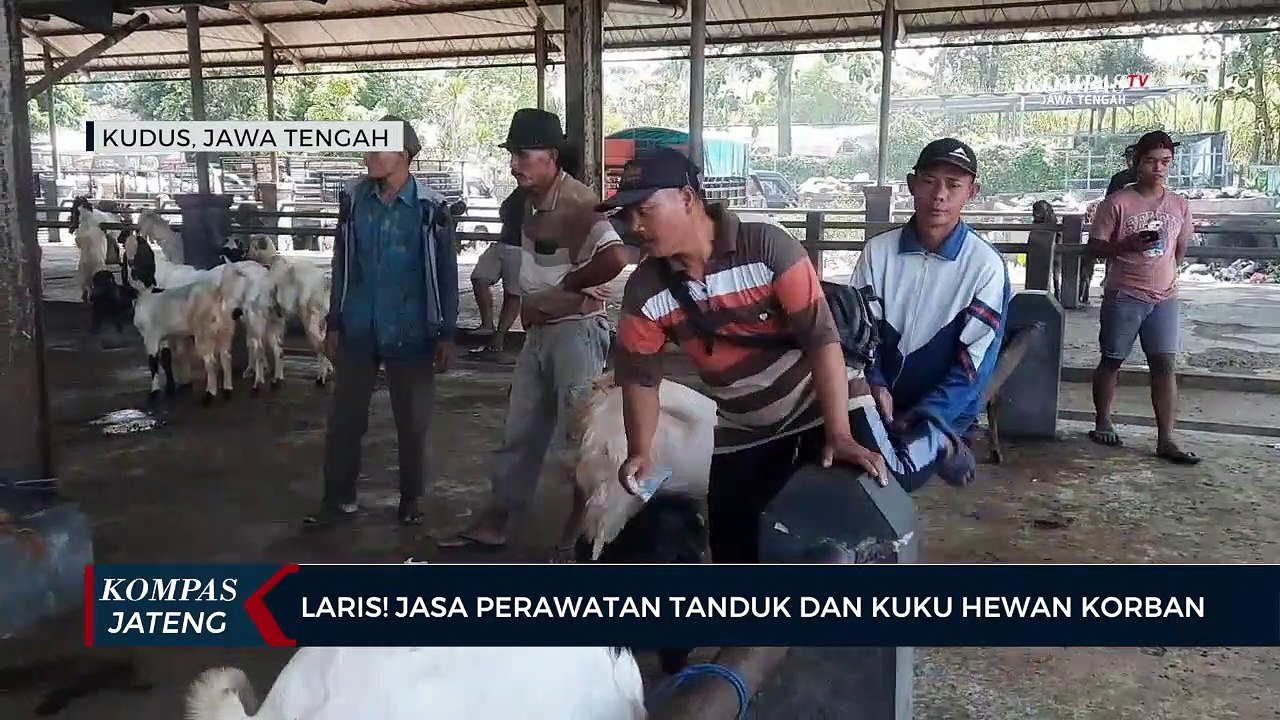 Laris ! Jasa Perawatan Tanduk dan Kuku Hewan Kurban Jelang Idul Adha