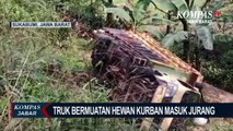 Nahas! Puluhan kambing kurban masuk jurang, begini faktanya