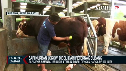 Sapi Harga Rp 100 Juta Dibeli Presiden Jokowi Untuk Kurban
