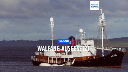 Aus Tierschutzgründen: Island setzt Walfang aus