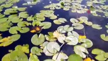 Nilüfer deryası Işıklı Gölü ziyaretçi akınına uğruyor
