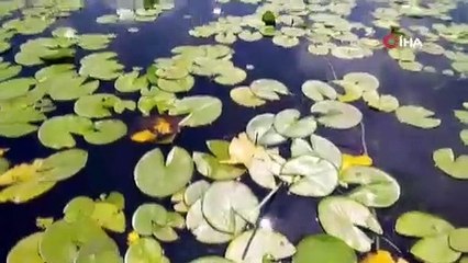 HAVALAR ISINDI, NİLÜFER DERYASI IŞIKLI GÖLÜNE AKIN BAŞLADI 