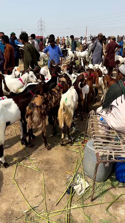 Eid 2023 || Eid ul Adha 2023 || Qurbani ky Janwar || Sarim Burney Trust