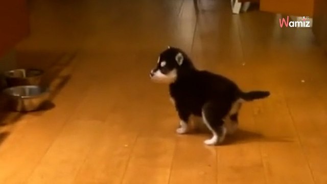 Un éleveur fait une promesse quand elle achète son chiot 11,8M de personnes n'y croient pas une seule seconde (vidéo)