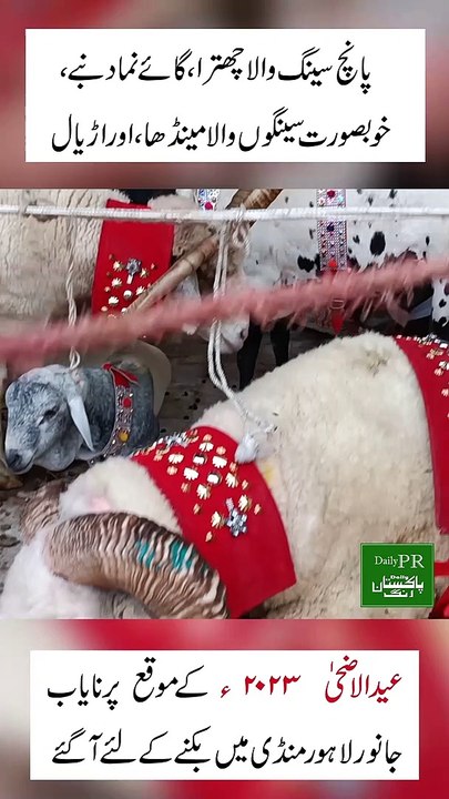 EID UL AZHA 2023 qurbani k lye anokhy janwar  samny aa gy......