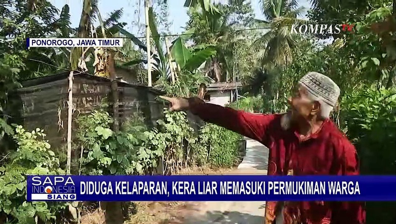 Diduga Kelaparan, Gerombolan Kera Liar Masuk Permukiman Warga di Ponorogo