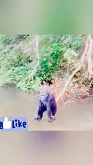 Funny Animals Clips 2023 #fun #funny #viewe