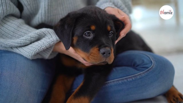 L'Égypte prévoit une loi qui autorise 10 races de chien dans le pays huskies, bergers allemands... seront interdits !