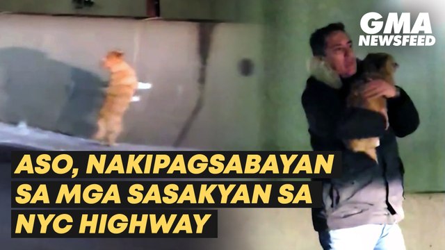 Aso, nakipagsabayan sa mga sasakyan sa NYC highway | GMA News Feed