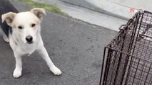Elle découvre des chiots sous une voiture et se rend compte qu'ils cachent un adorable secret (vidéo)