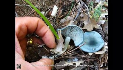 Clitocybe odora. Champimaginatis. English Text