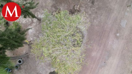 Sedema asegura que ahuehuete de Reforma se encuentra bien