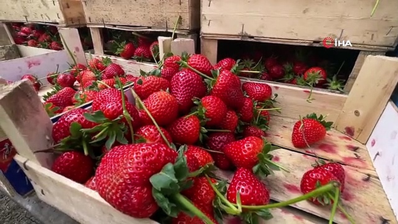 Mersin'den Sakarya'ya gelen çiftçi çilek yetiştiriciliğine başladı