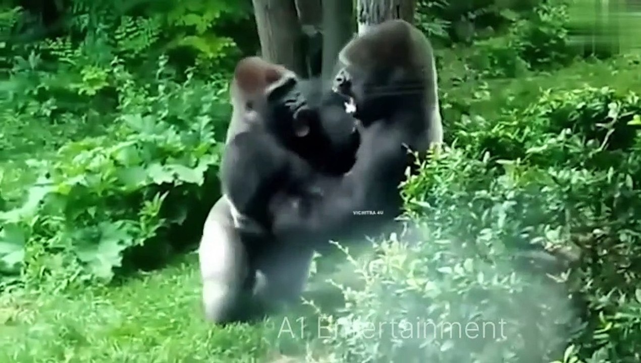 Ten_Animals _That_Can_Kill a_ Lion