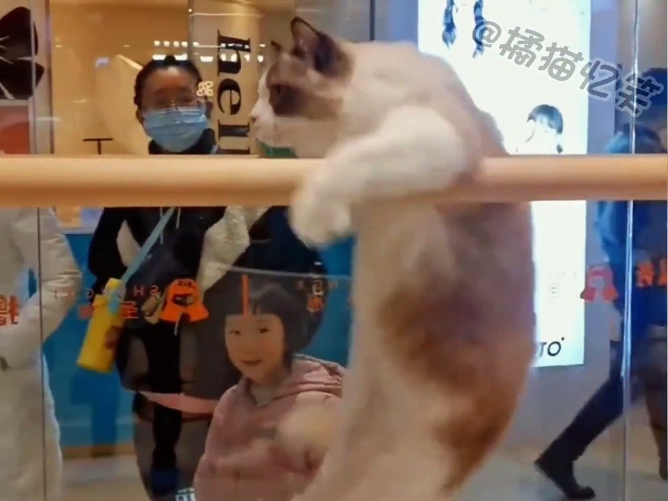 cat videos