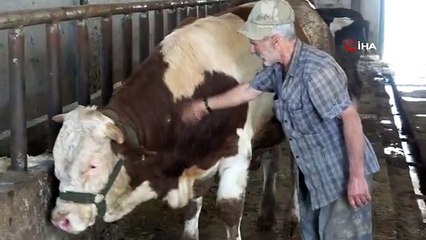 1 tonluk 'Şövalye' isimli tosun, alıcısını bekliyor