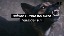 Beißen Hunde bei Hitze häufiger zu?