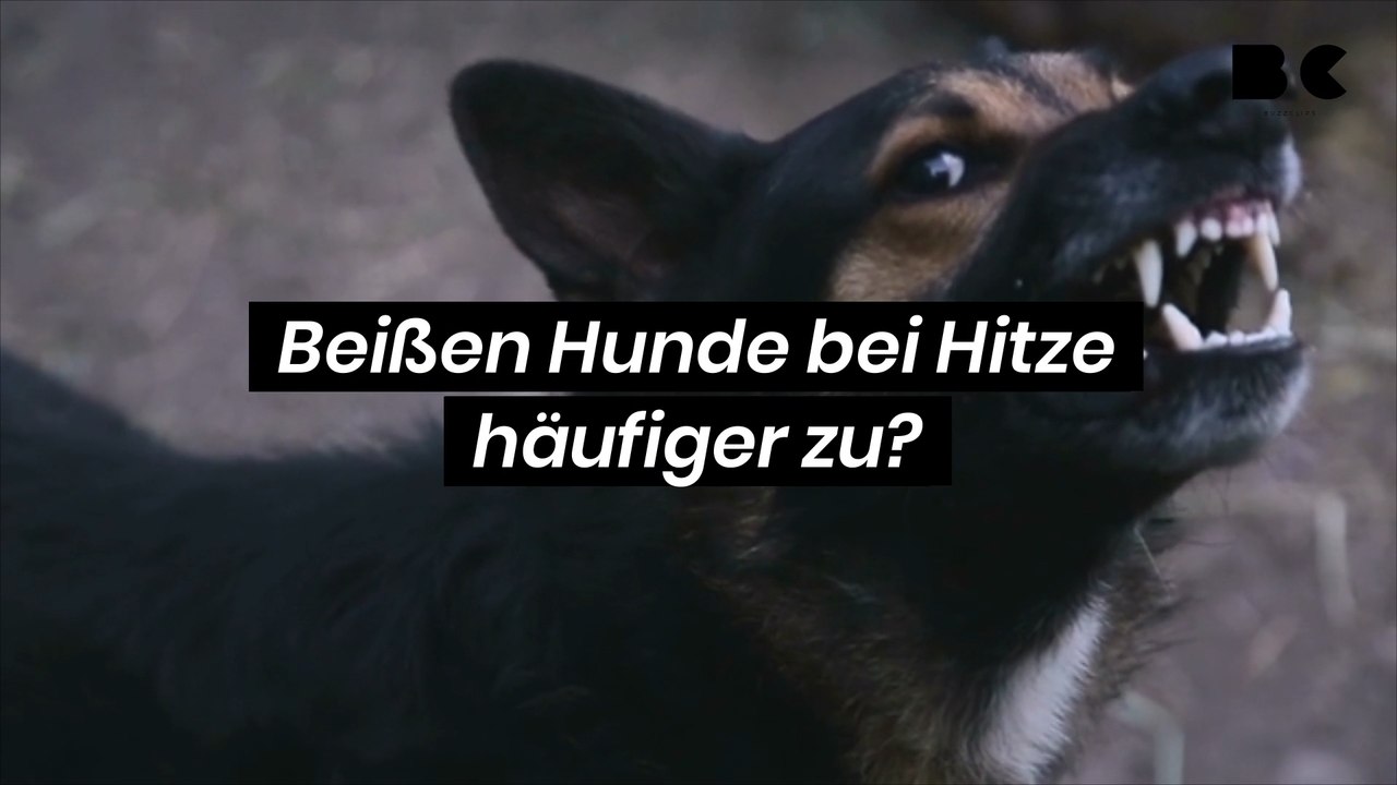 Beißen Hunde bei Hitze häufiger zu?