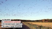 In Finlandia il cambiamento climatico sta mettendo gli agricoltori contro le oche