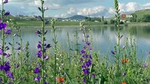 Images documentaires de la chasse aux pélicans et aux cormorans à Kars